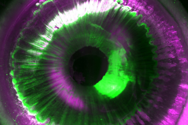 DeepMACT — Cell video abstract