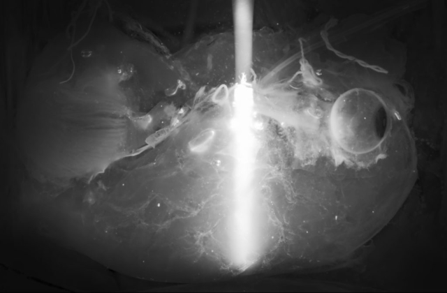 SHANEL — transparent human organs