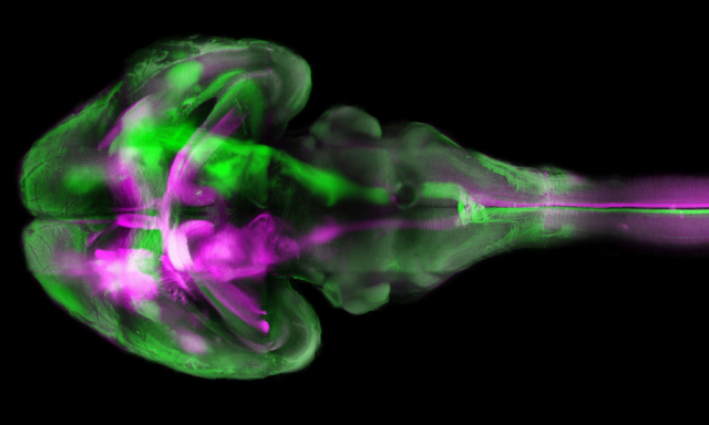 wildDISCO whole-body imaging